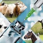 VETERINÁRIA – Questões do Cebraspe – Anos: 2016 a 2024